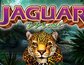 Jaguar Mist