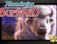 Thundering Buffalo