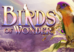 Birds of Wonder