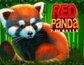 Red Panda Paradise