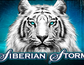 Siberian Storm Dual Play