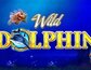 Wild Dolphin
